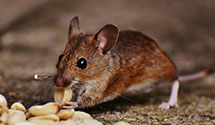24 Hour & Emergency Exterminators in Dunbridge, OH